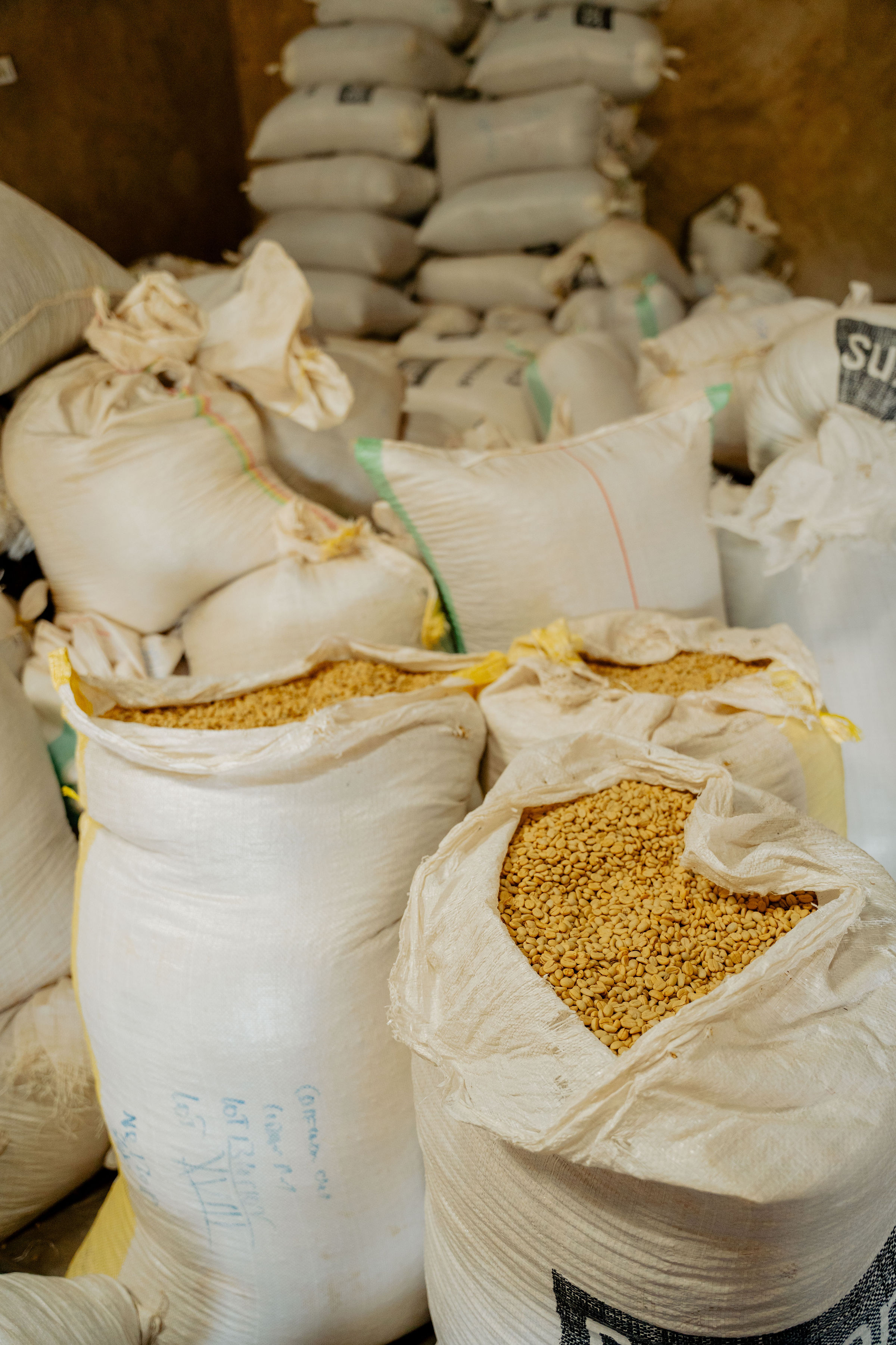 Export-ready green coffee bags in storage
